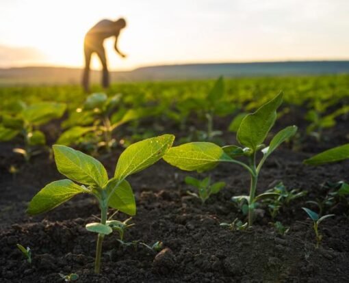 Roland_Berger_WEB_24_2694_Regenerative_agriculture_IT_image_caption_none