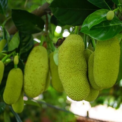 Jackfruit (फणस}