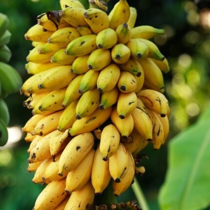Banana (केळ)