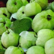 Guava(पेरू) - Image 3
