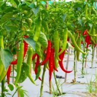 Red and Green chillies - Image 3